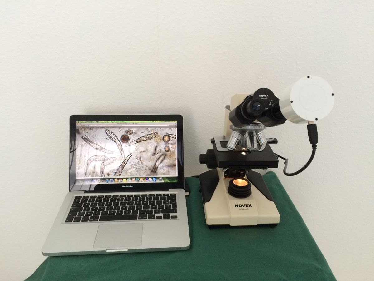 microscope binoculaire