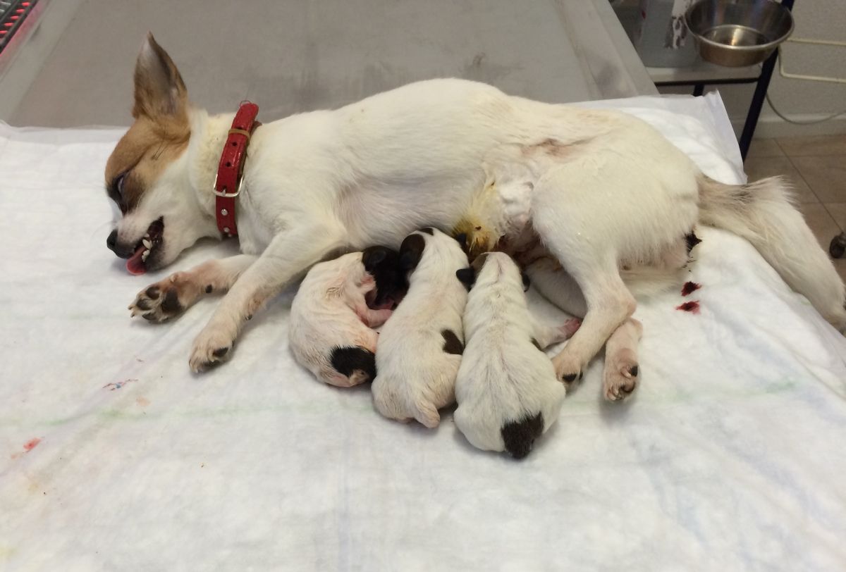 Trois nouveaux-nés Chihuahua nés par césarienne.